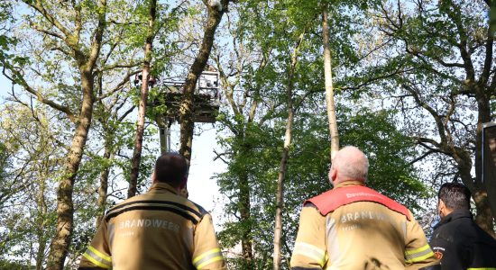 Kat door brandweer gered uit boom in Drachten
