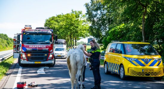 Paardentrailer met paard kantelt op N381 bij Oosterwolde paard in trailer weg afgesloten