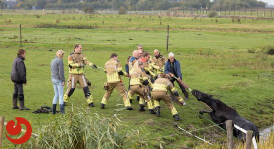 Brandweer redt paard uit de sloot in Leeuwarden