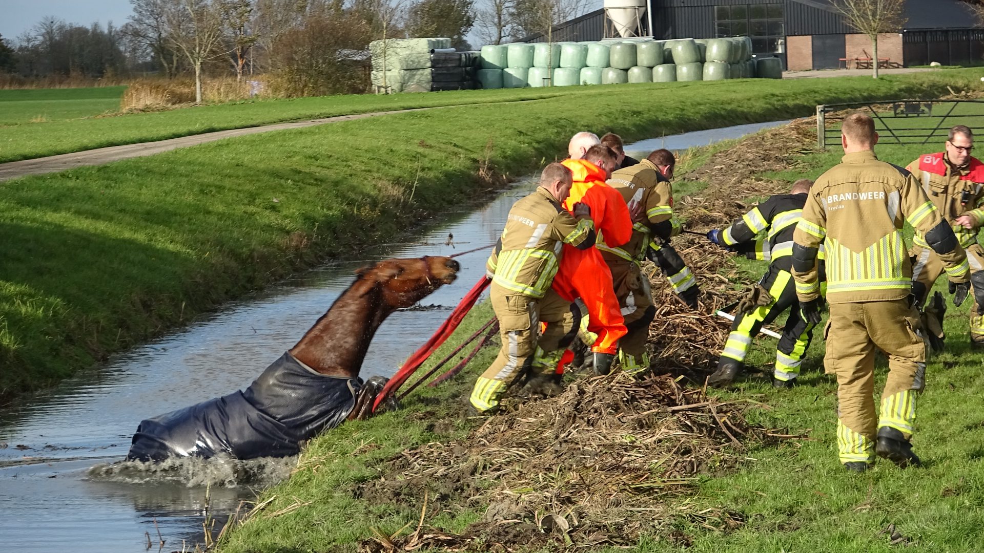 Brandweer redt paard uit slootje in Sibrandahus