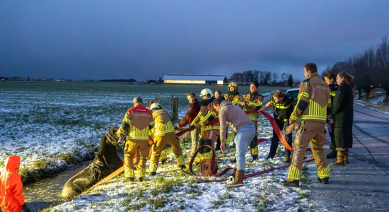 Paard in sloot langs N354