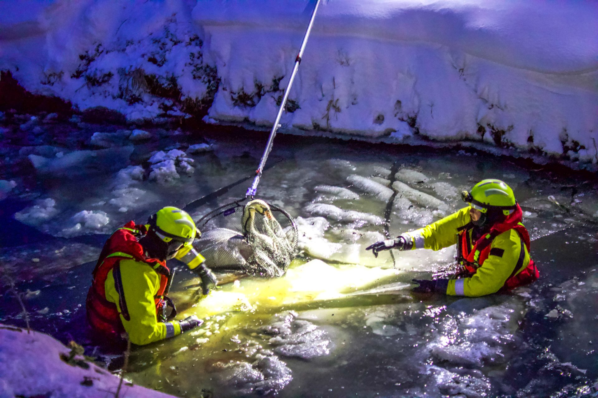 Zwaan vast in ijs in Tersoal