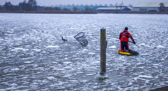 Gans van ijs gered in Sneek