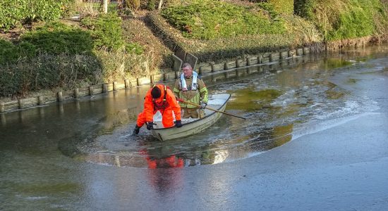 Gewonde zwaan van ijs gered in Dokkum