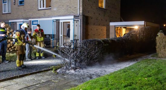 Bewoner blust eigen coniferenhaag aan de Harddraversdijk in Drachten