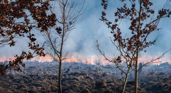 Natuurbrand in bosperceel snel onder controle in Oranjewoud